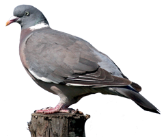 Pigeon ramier